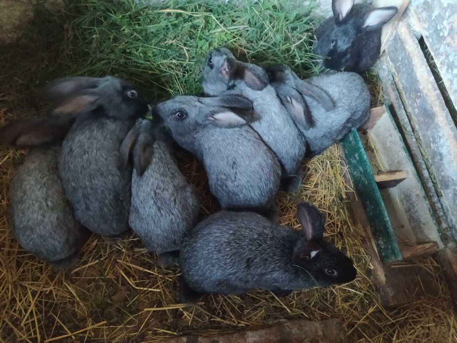 Чиста порода кролів: термондська біла, полтавське срібло, каліфорнія