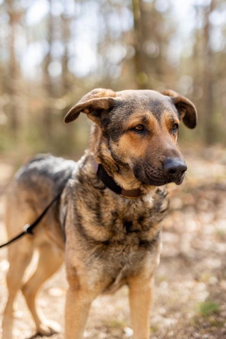 Silan sympatyczny olbrzym do pokochania