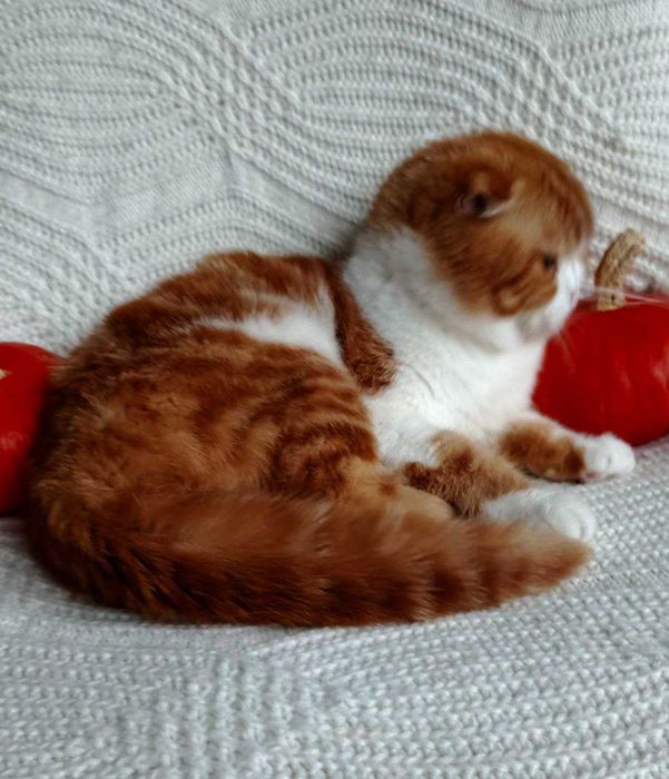 Огненно рыжый мрамор с белым- добряк и игрун Скоттиш фолд из Киева