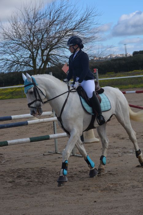 Cavalo PSL de obstáculos