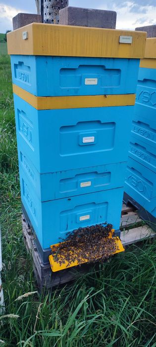 MIÓD NATURALNY - Zdrowy z Własnej Pasieki ― PASIEKA PRADAWNA® 1957