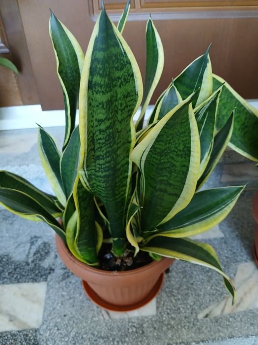 Sensewiera lub wężownica