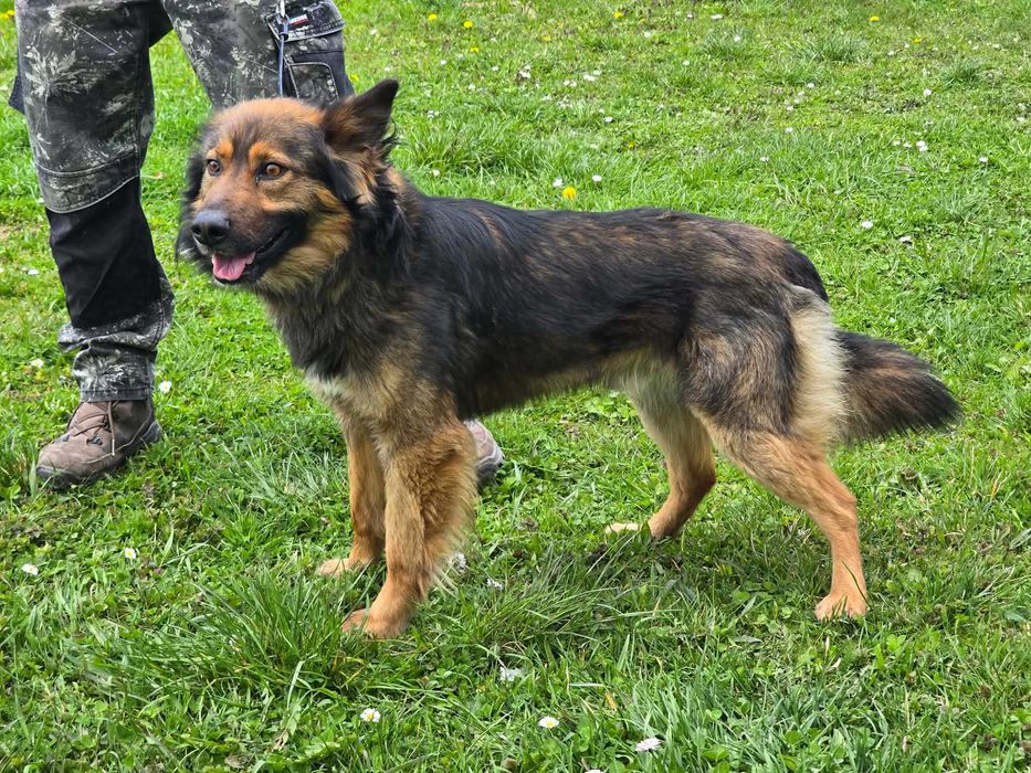 Daster - piesek szuka domu