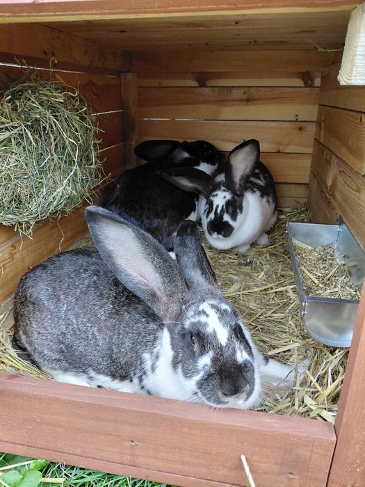 Sprzedam króliki-Olbrzym Belgijski, Baran Francuski, Nowozelandzki