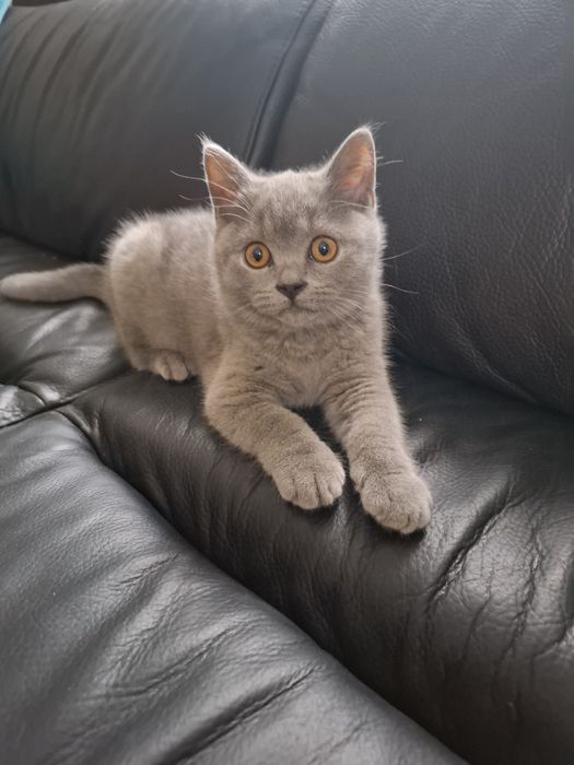 Sprzedam kotki brytyjskie