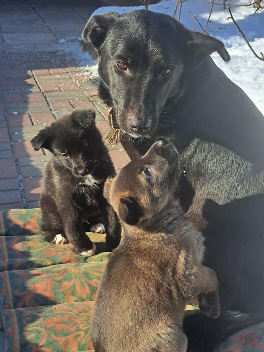 Цуценята в добрі руки.