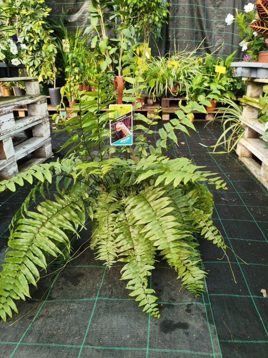 Feto Americano (Nephrolepis exaltata) - planta em vaso