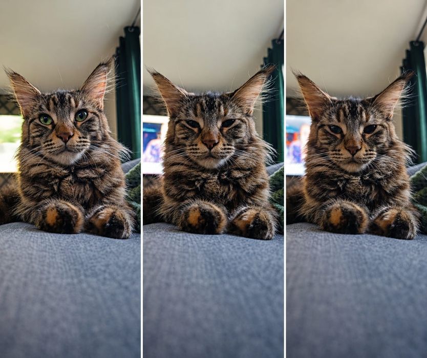 Kotka ruda Maine coon