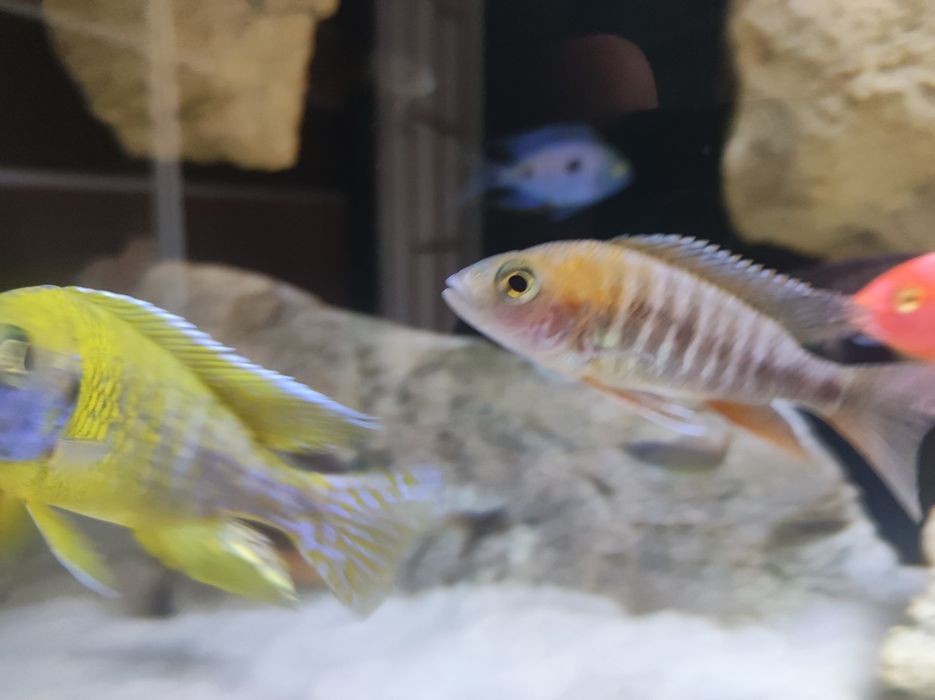 Aulonocara jacobfreibergi eureka