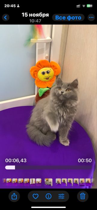 Шикарний дуже лагідний хлопчик !