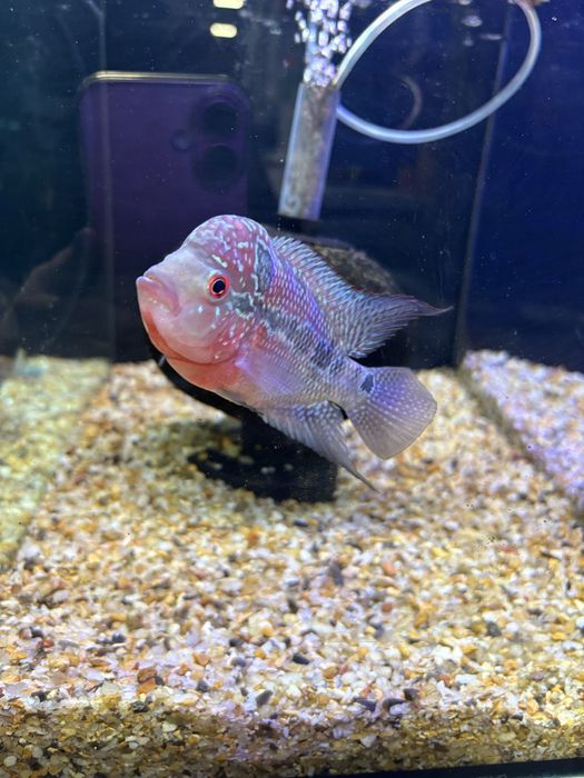 Pielęgnica Flower Horn