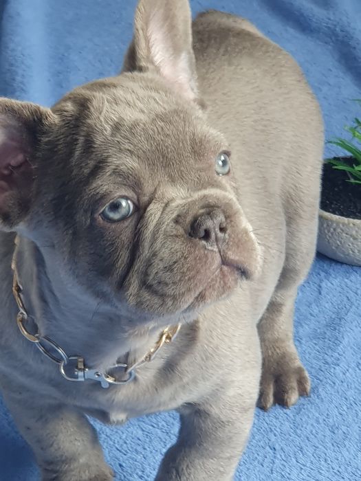 Buldog francuski/uroczy piesek