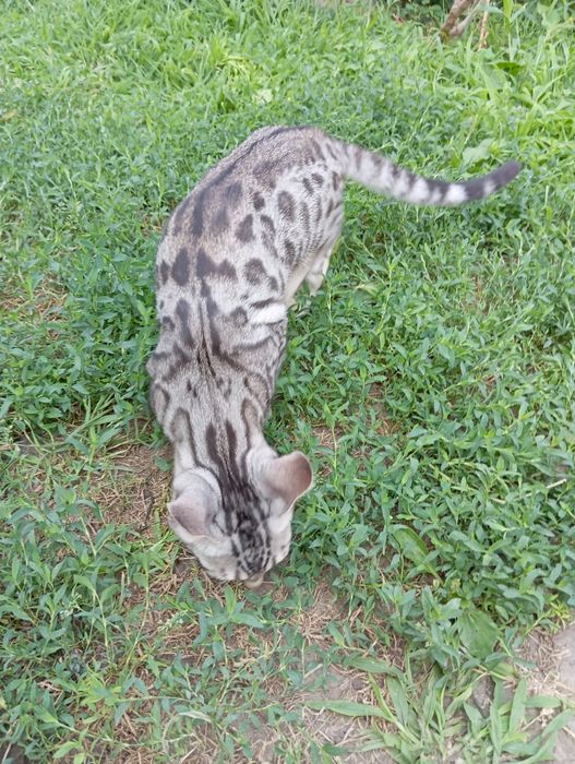 Бенгал шоу-класса