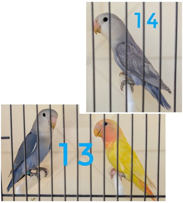 Agapórnis roseicollis