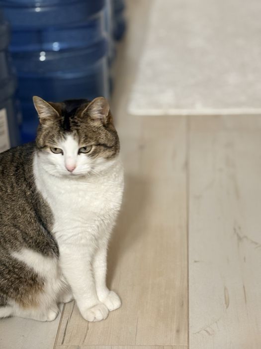 Кошечка беслатно