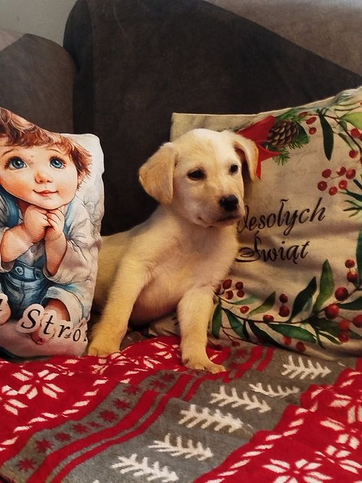 Labrador retriever szczenięta