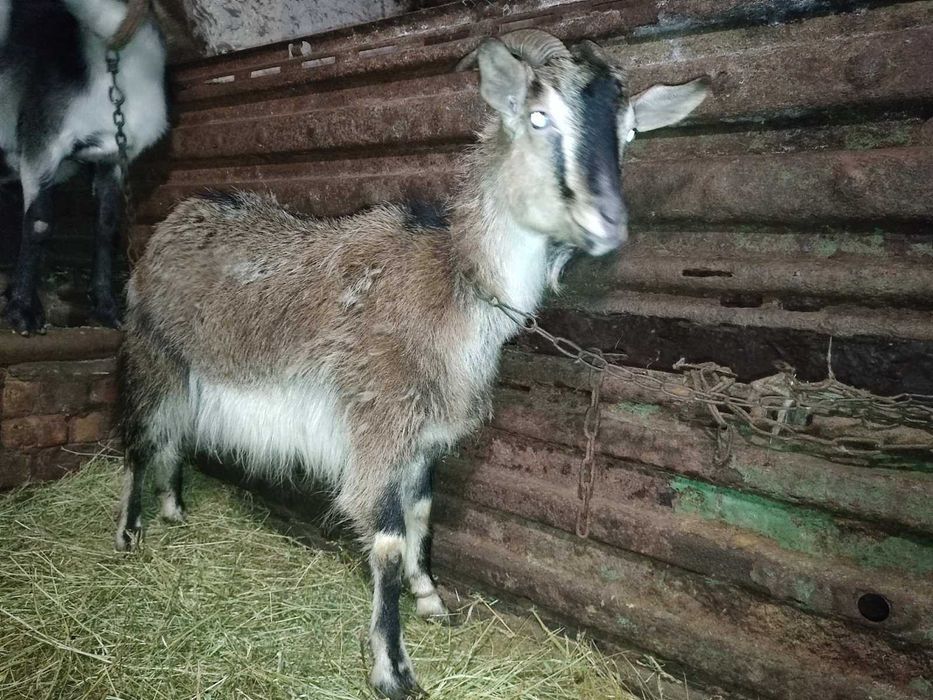 Продається кізочка