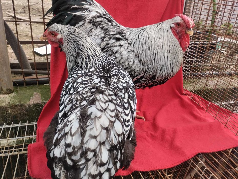 Aves importadas  Brahmas/ Malines/ Sulmtaler/ Músico Kosovo