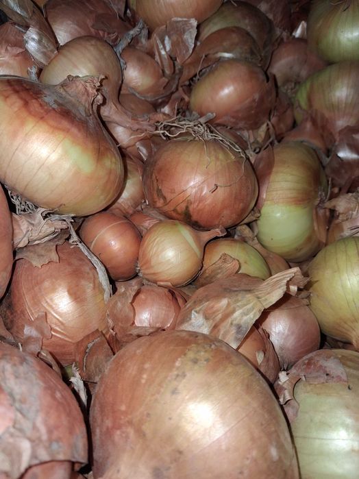 Cebula biała efekt