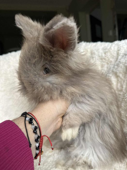 Piękne angorki angielskie