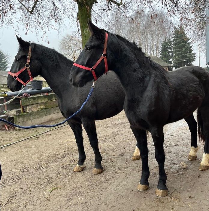 Para klaczy śląskich