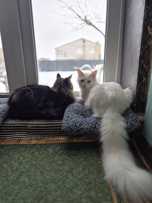 Мейн- кун кошенята