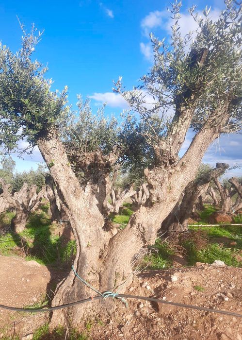 Oliveiras centenárias