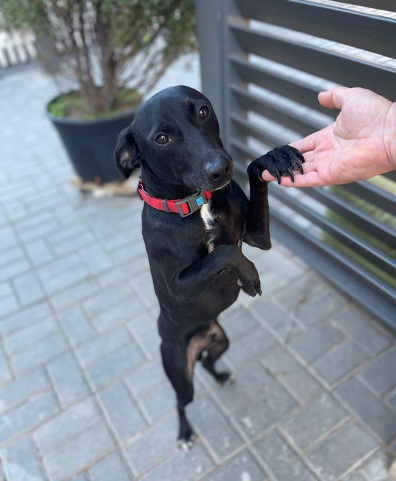 Отдам даром в добрые руки собаку метис бельгийской овчарки