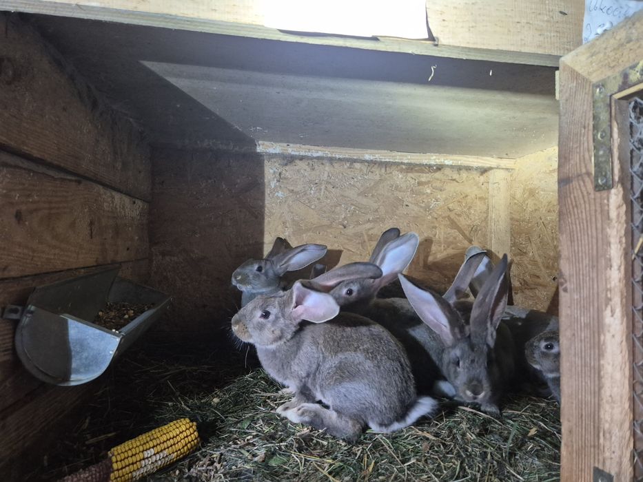 Króliki małe belgijskie