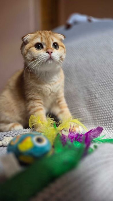 Scottish Fold дівчинка доступна до резерву