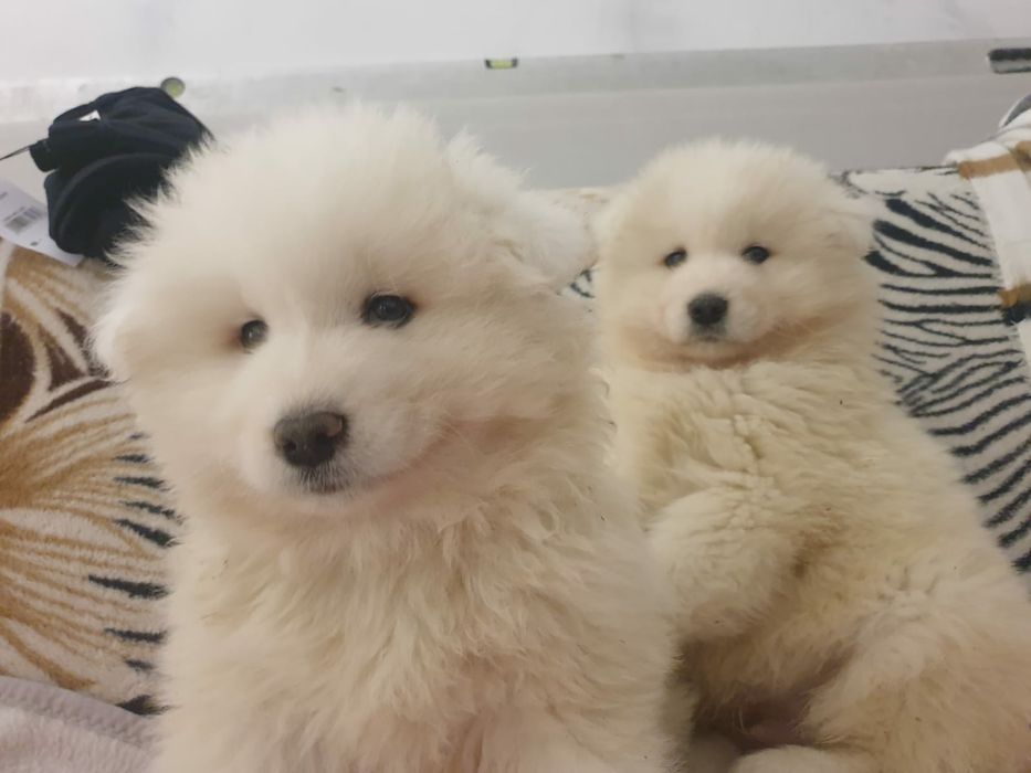 Samoyed / Samojed piesek