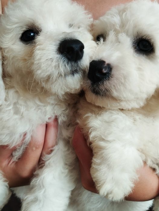 Бішон Фрізе, цуценята, Бишон Фризе