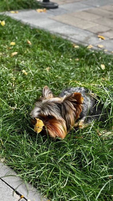 Вʼязка йорка йоркширського тер'єра