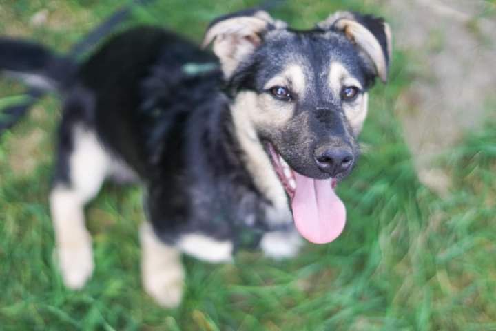 Młodziutki, niskopodłogowy Dżemik szuka pilnie pomocy!