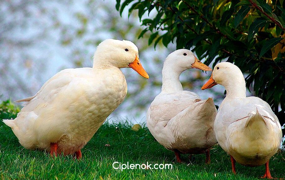 Инкубационное яйцо бройлерной утки Черри-Верри