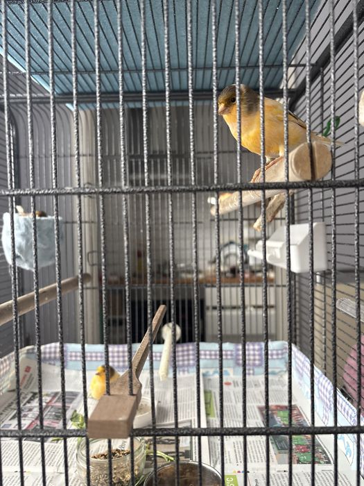 Na sprzedaz ptaszki od babci