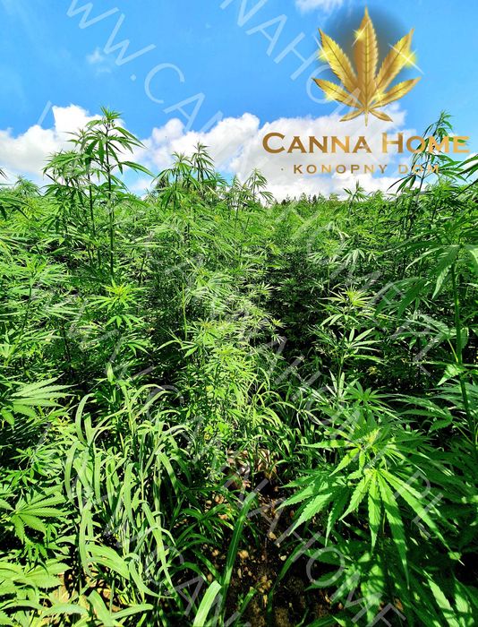 Herbata susz konopny z kwiatostanów 100g GREEN SOFT >5% CBD CBG CBDA Surowiec roślinny cannabis sativa
