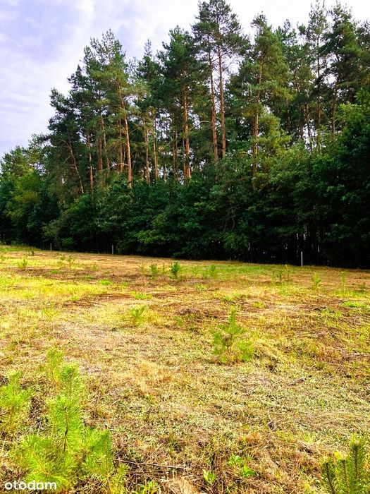 Działka przy ścianie lasu Nieborowice ul. Cicha - Widok 4