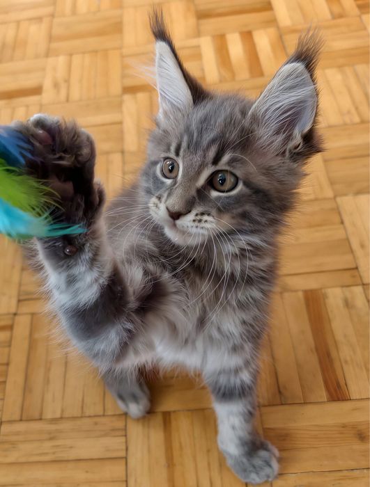 Niebieska pręgowana kotka Maine Coon gotowa do odbioru