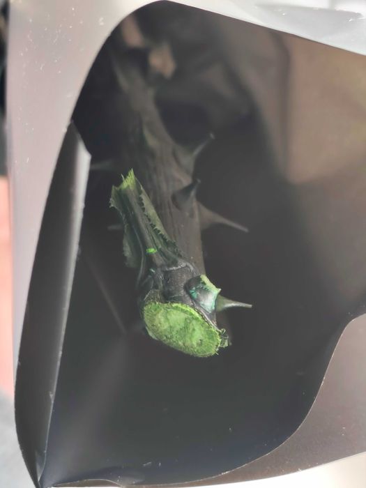 Стабілізована преміум-троянда 30 см х 5 см.