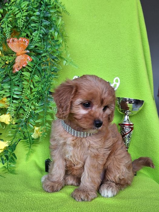 Cavapoo  z paszportem i certyfikatem
