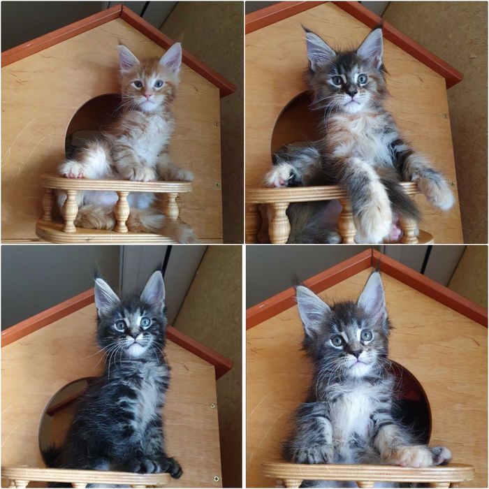 Найкращі кошенята мейн кун!