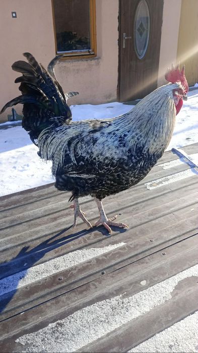 Sprzedam Młodego koguta