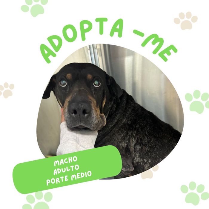 Rufus para adoção responsável