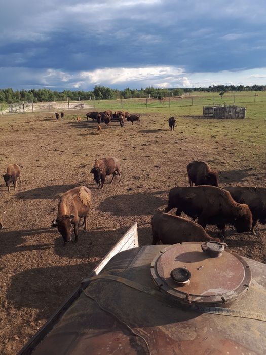 Жом, брага, зерновідходи, зерно, кукурудза, макуха,