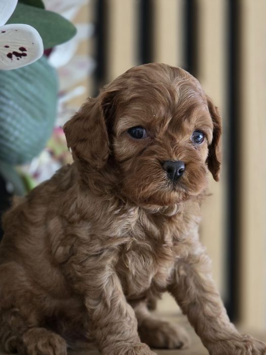 Cavapoo   .Badania genetyczne.Do rezerwacji.
