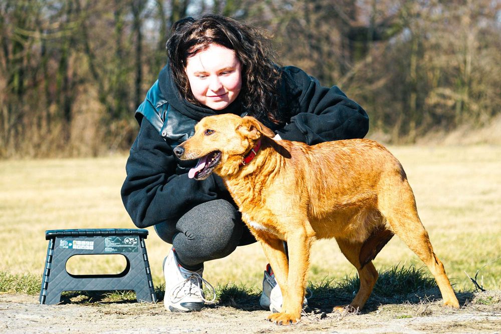 Rudik - śliczny niewielki pies