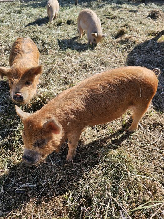 Porcos kunekune Fêmeas e Machos