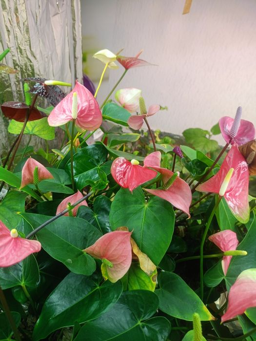 Домашня квітуча орхідея метелик, рожевий антуріум, драцена Лемон