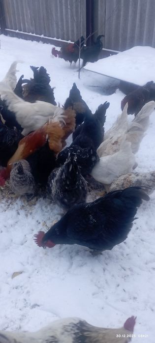 Продам молодых питухов